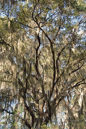 Live oak, Savannah, Georgia