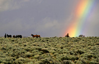 Wild mustangs and rainbow, Sheldon National Wildlife Refuge, Nevada