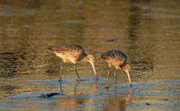 Marbled godwits, Elkhorn Slough, Moss Landing, California