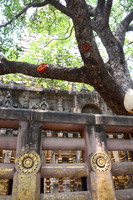 Bodhi Tree, Mahabodhi Temple, Bodh Gaya, Bihar, India