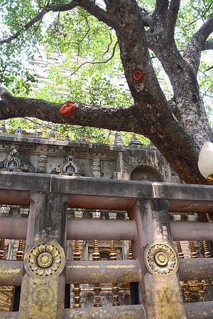 Bodhi Tree, Mahabodhi Temple, Bodh Gaya, Bihar, India
