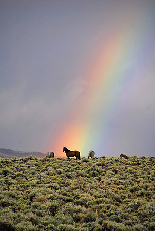 Wild mustangs and rainbow, Sheldon National Wildlife Refuge, Nevada