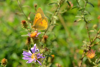 Butterfly, Gila National Forest, New Mexico