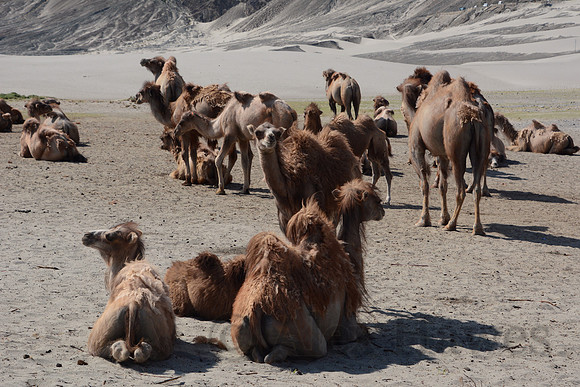 Bactrian camels, Hunder Sand Dunes, Nubra Valley, Ladakh, India