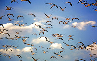 Snow geese, Middle Creek Wildlife Management Area, Lancaster Co. Pennsylvania