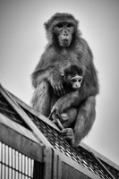 Rhesus macaque mother and infant, Haridwar, Uttarakhand, India