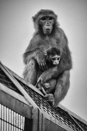 Rhesus macaque mother and infant, Haridwar, Uttarakhand, India