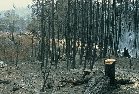 Charred forest, Rodeo-Chediski Fire, 2002, White Mountains, Arizona
