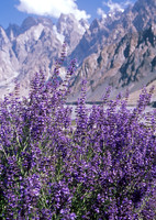 Flowers in Karakoram Mountains, northern Pakistan