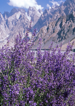 Flowers in Karakoram Mountains, northern Pakistan