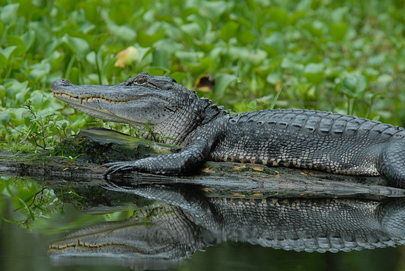 American alligator, Atchafalaya Swamp, Breaux Bridge, Louisiana