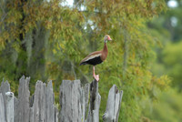 Black-bellied whistling duck, Atchafalaya Swamp, Breaux Bridge, Louisiana