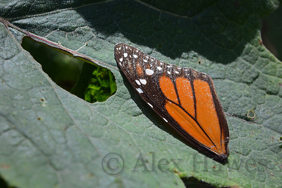Monarch butterfly wing, Sierra Chincua Butterfly Sanctuary, Michoacan, Mexico