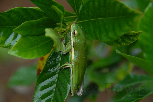 Green treefrog, Savannah, Georgia