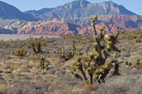 Nevada