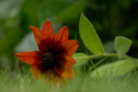 Rudbeckia flower, Little Compton, Rhode Island