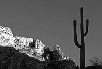 Saguaro, Finger Rock Trail, Tucson, Arizona
