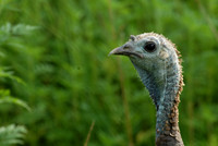 Wild turkey, Land Between the Lakes National Wildlife Refuge, Kentucky / Tennessee border