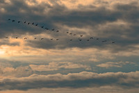 Sandhill cranes, Willcox Playa, Arizona