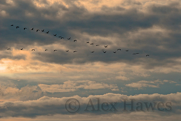 Sandhill cranes, Willcox Playa, Arizona