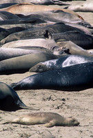 Northern elephant seals, Piedras Blancas rookery, San Simeon, California