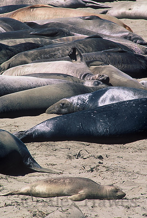 Northern elephant seals, Piedras Blancas rookery, San Simeon, California