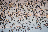 Tundra swans, Middle Creek Wildlife Management Area, Pennsylvania