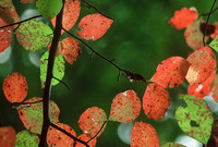 Fall foliage, U.S. National Arboretum, Washington, D.C.
