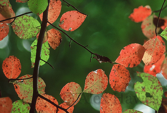 Fall foliage, U.S. National Arboretum, Washington, D.C.