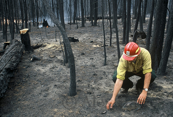 USFS spokesman at Rodeo-Chediski Fire, White Mountains, Arizona, July 2002