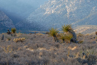 Yucca, Red Rock Canyon outside Las Vegas, Nevada