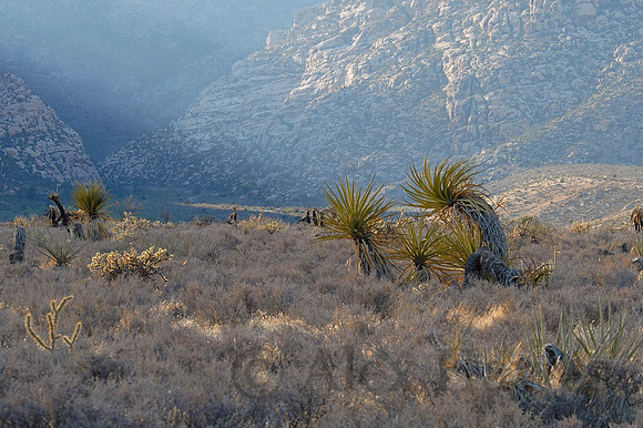 Yucca, Red Rock Canyon outside Las Vegas, Nevada