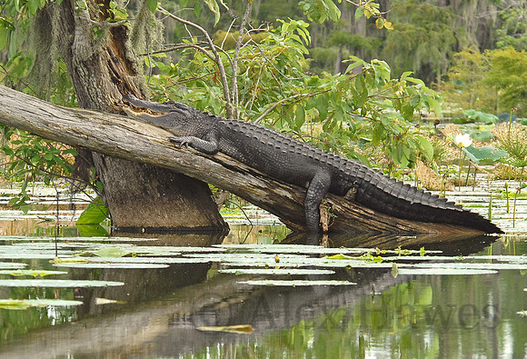 American alligator, Atchafalaya Swamp, Breaux Bridge, Louisiana