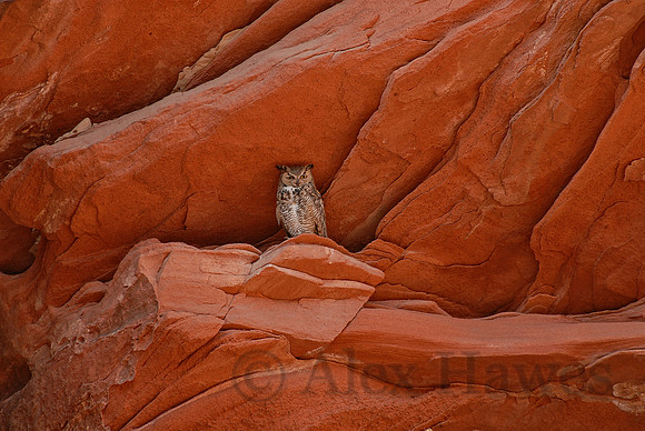 Great horned owl, Paria Canyon, Utah / Arizona border