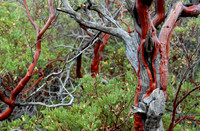 Manzanita, Sedona, Arizona