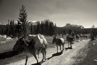 Mule train, Yosemite National Park, California
