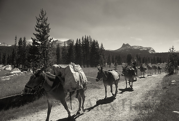 Mule train, Yosemite National Park, California