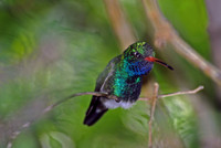 Broad-billed hummingbird, Arizona-Sonora Desert Museum, Tucson, Arizona