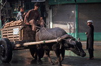 Oxcart, Old Peshawar City, Pakistan