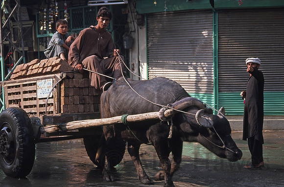 Oxcart, Old Peshawar City, Pakistan