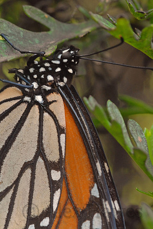 Monarch butterfly, Monarch Grove Butterfly Sanctuary, Monterey, California