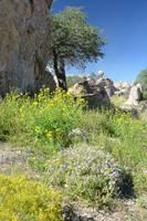City of Rocks State Park, southwest New Mexico
