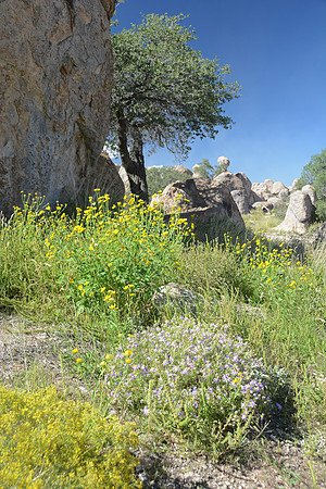City of Rocks State Park, southwest New Mexico