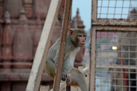 Rhesus macaque, Varanasi, Uttar Pradesh, India
