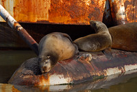 California sea lions, Elkhorn Slough, Moss Landing, California
