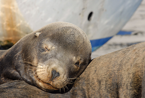 California sea lion, Elkhorn Slough, Moss Landing, California