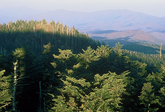 Clingmans Dome, Great Smoky Mountains National Park, Tennessee