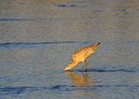 Marbled godwit, Elkhorn Slough, Moss Landing, California