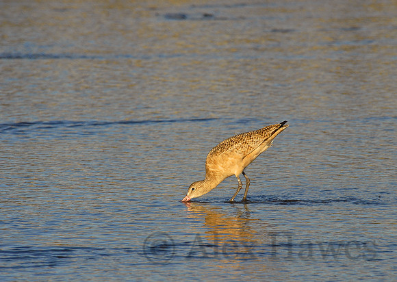 Marbled godwit, Elkhorn Slough, Moss Landing, California