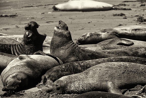 Dueling northern elephant seals, Piedras Blancas rookery, San Simeon, California